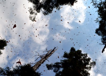 Monarchs in Mexico