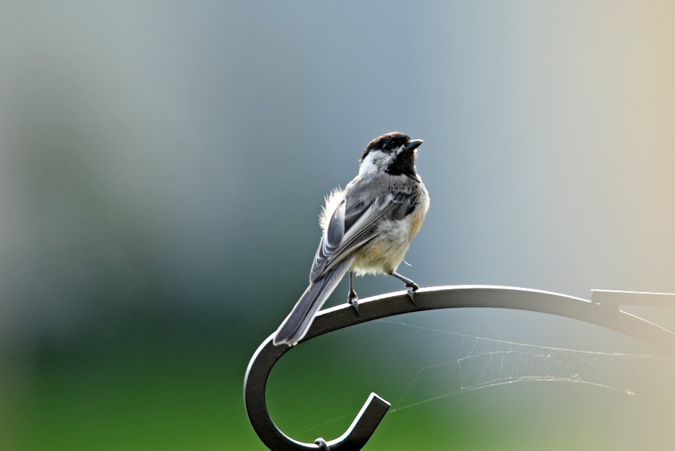Black-capped chickadee