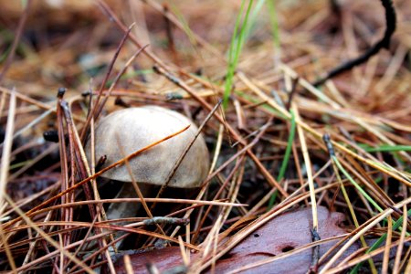 Fall Mushroom