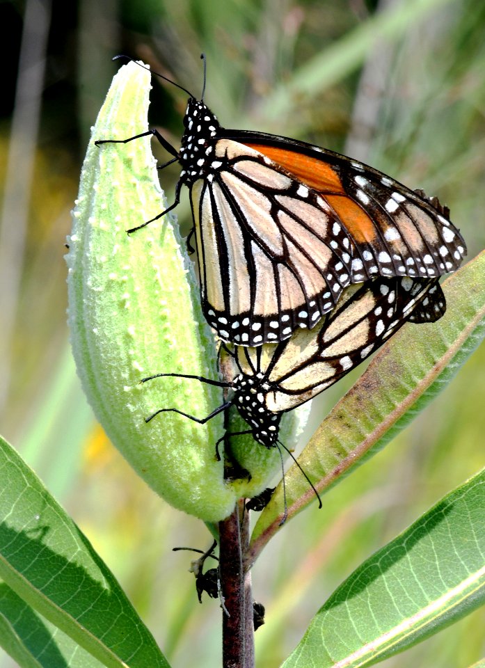 Mating Monarch Butterflies
