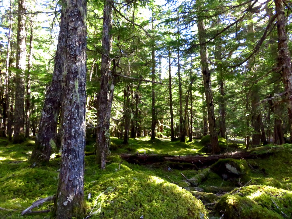 Ramona Falls Hike at Mt. Hood Wilderness in Oregon