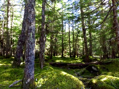 Ramona Falls Hike at Mt. Hood Wilderness in Oregon