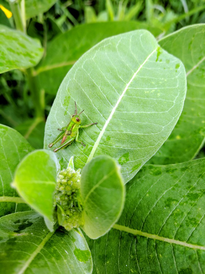 Young Two-striped Grasshopper