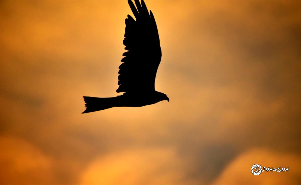 High flying