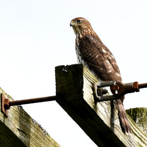 Cooper's Hawk