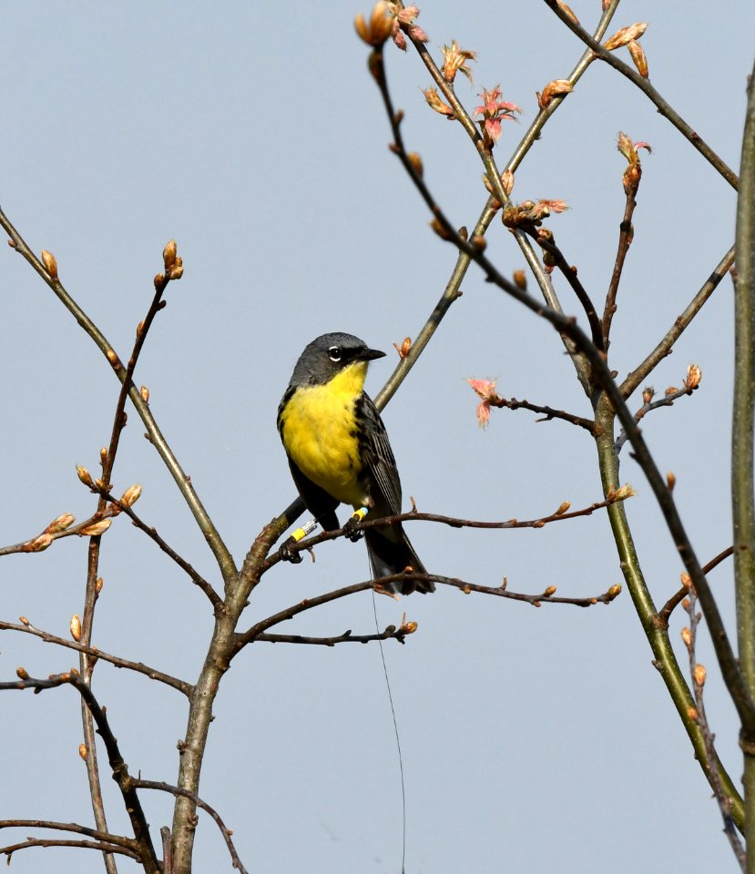 Kirtland's Warbler in Michigan
