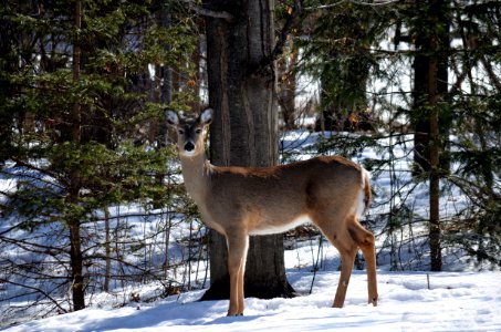 White-tailed deer in spring snow