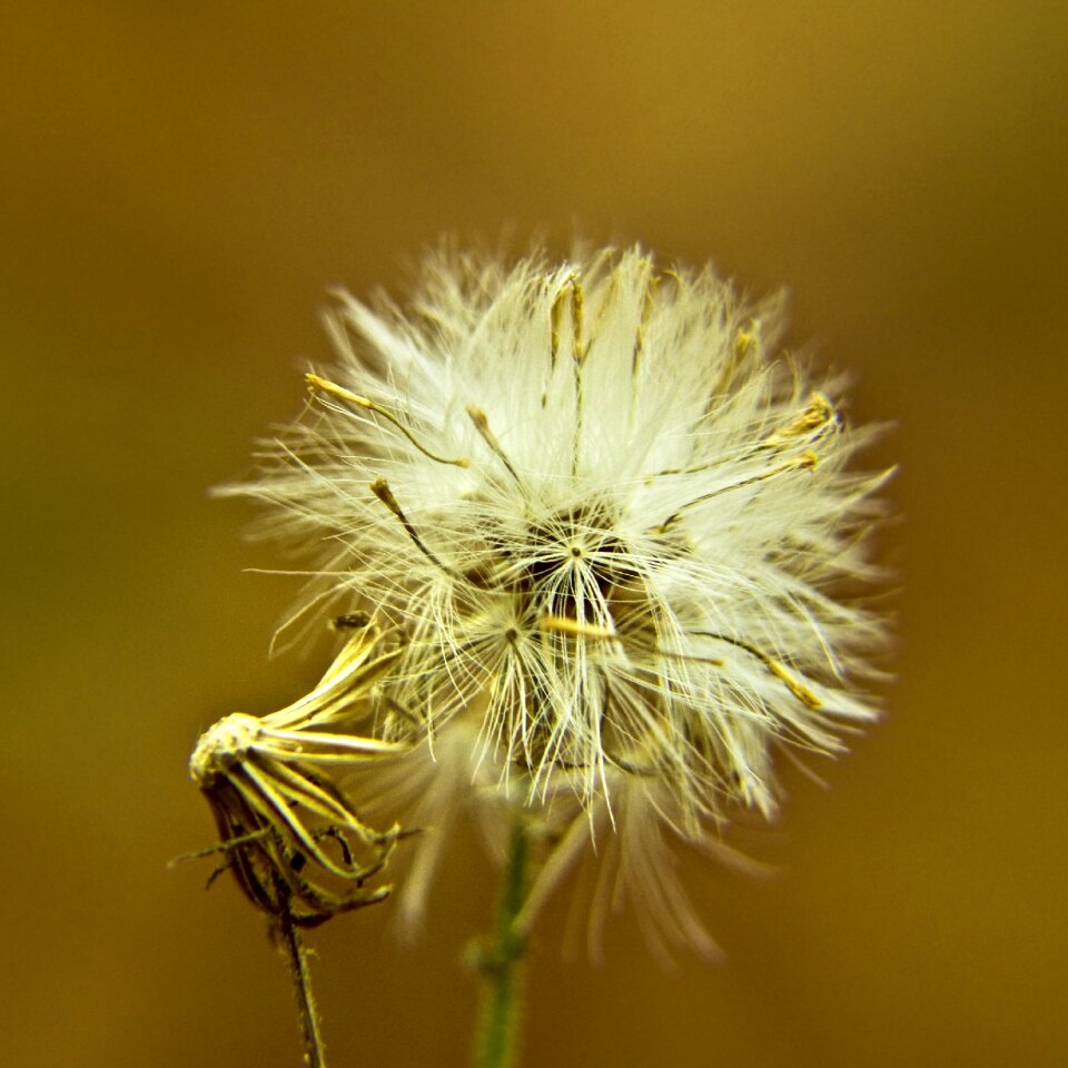 Macro detail close