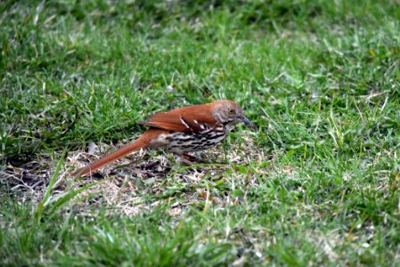 Brown thrasher photo