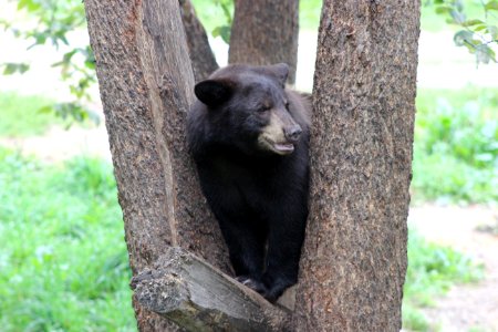 Black Bear