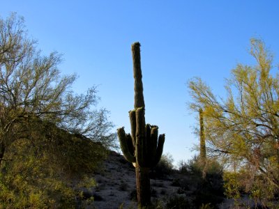 Sonoran Desert NM in AZ