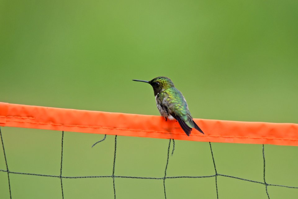 Ruby-throated hummingbird photo