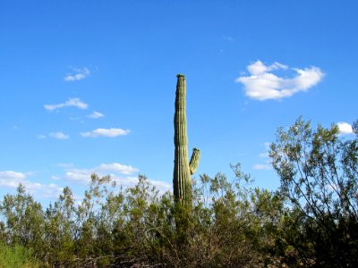 Sonoran Desert NM in AZ