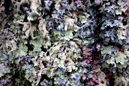 Lichens photo