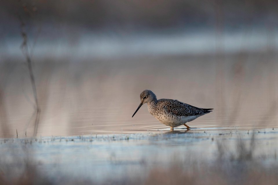 Greater yellowlegs