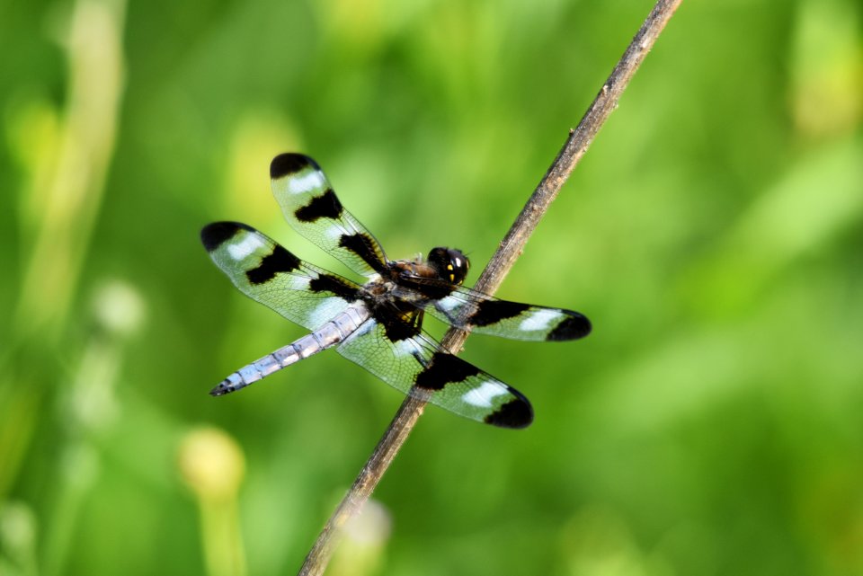 Twelve-spotted skimmer photo