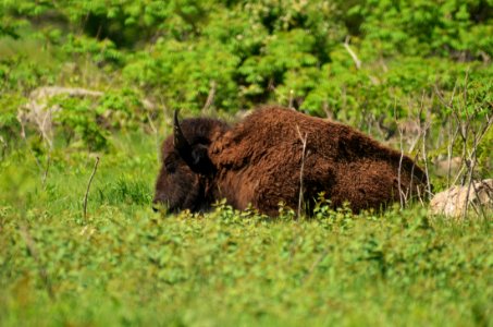 Bison photo