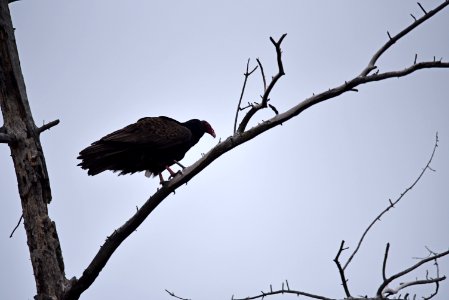 Turkey vulture photo