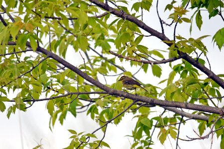 Palm warbler photo