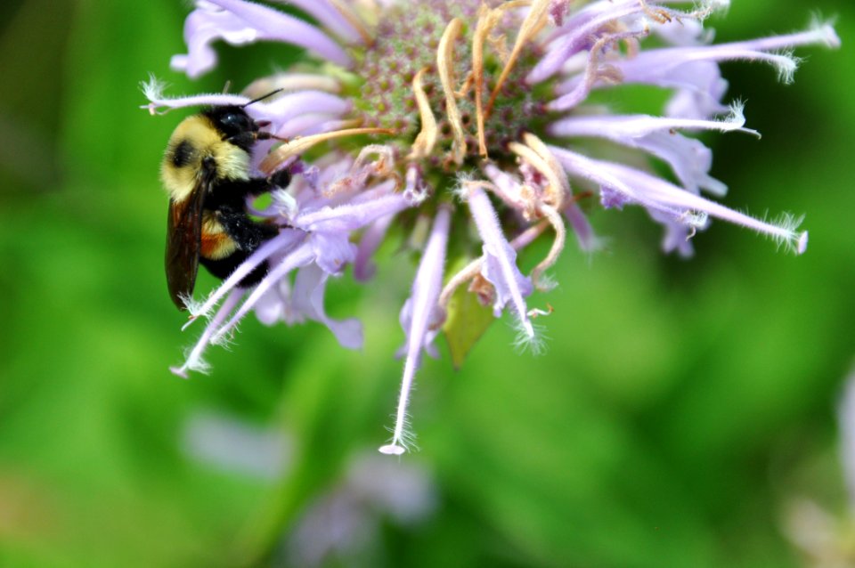 Rusty Patched Bumble Bee on Wild Bergamot
