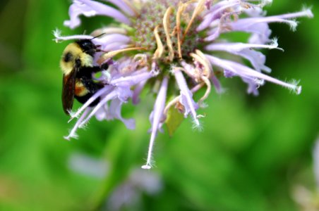 Rusty Patched Bumble Bee on Wild Bergamot photo