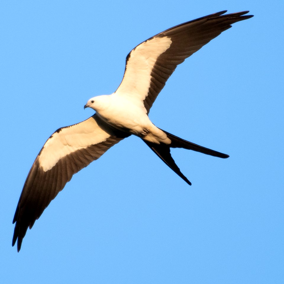 Swallow-tailed Kite