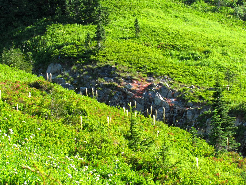 Paradise Skyline Trail at Mt. Rainier NP in WA