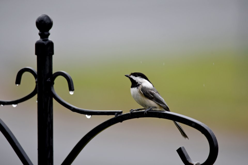 Black-capped chickadee in the rain photo