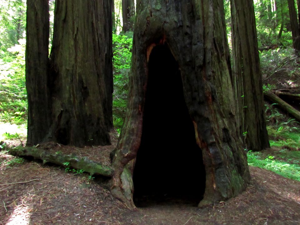Avenue of the Giants at Redwoods in California