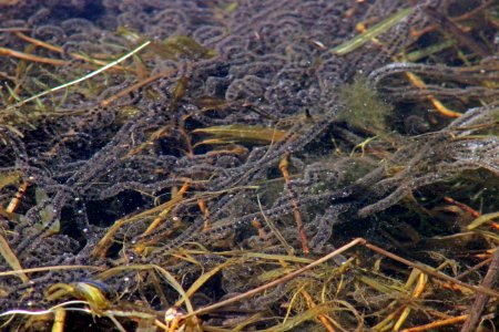 American Toad Eggs photo