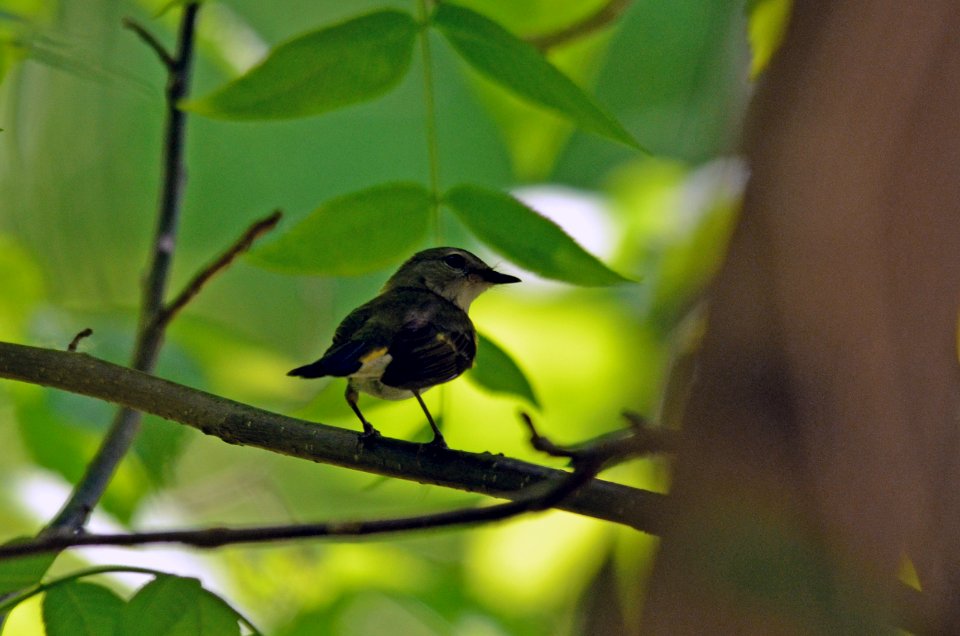 American Redstart