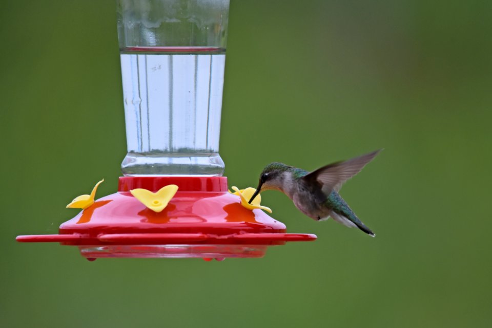 Ruby-throated hummingbird
