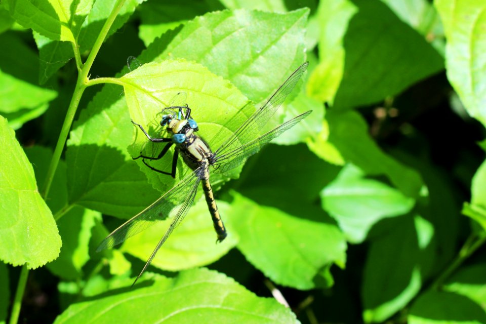 Horned clubtail dragonfly eating a familiar bluet damselfly