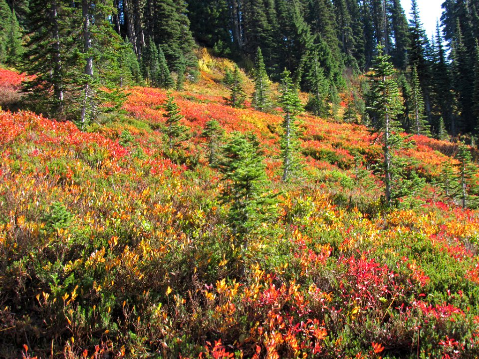 Autumn at Skyline Trail at Mt. Rainier NP in WA