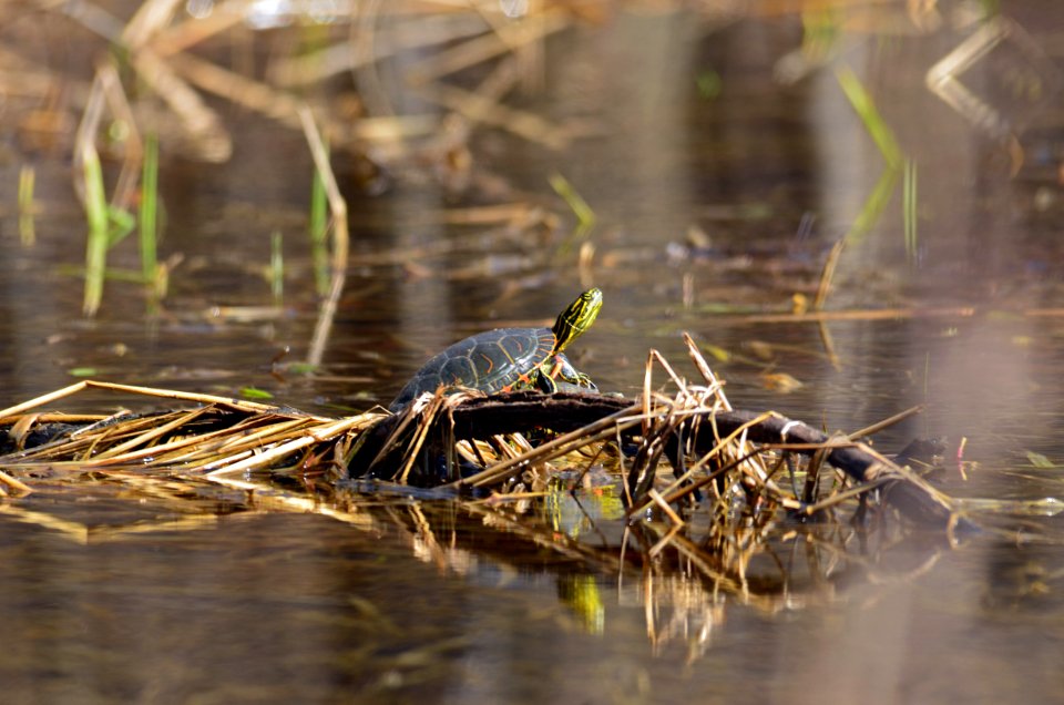 Western Painted Turtle Sunning