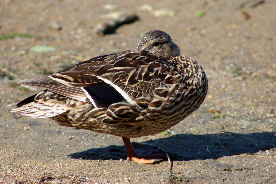 Nature bird wildlife