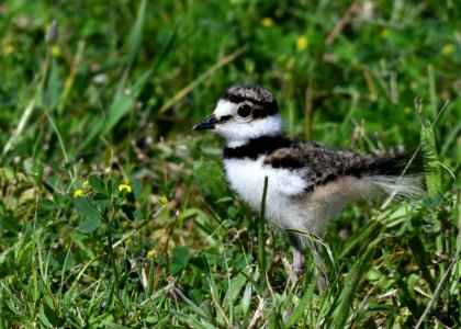 Young Killdeer photo