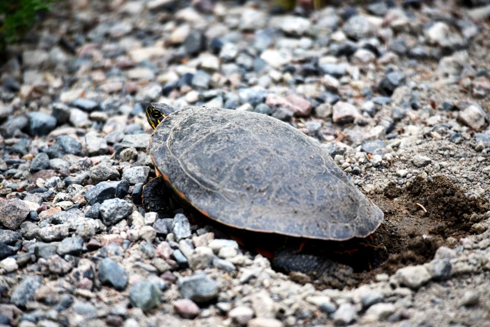 Painted turtle laying eggs