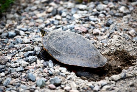 Painted turtle laying eggs photo