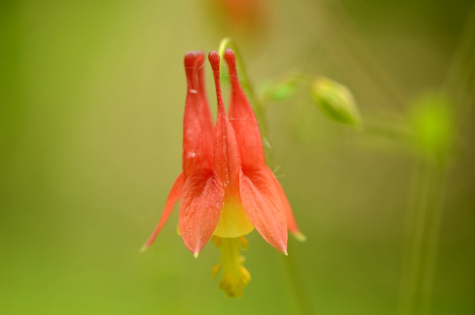 Columbine in bloom