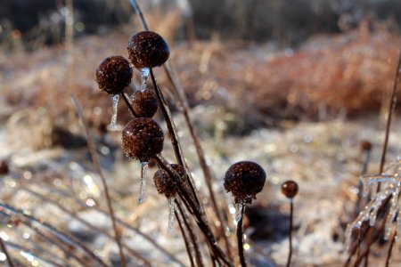 Wild bergamot seed heads covered in ice