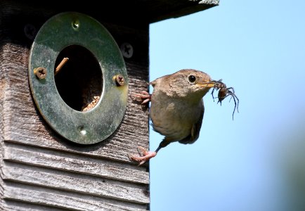 House wren bringing a spider back to the nest photo