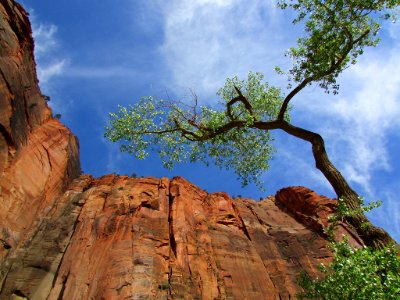 Zion NP in UT photo