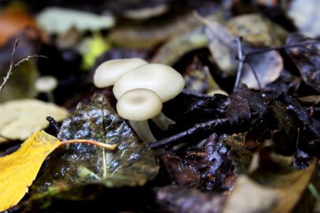 Fall fungi photo