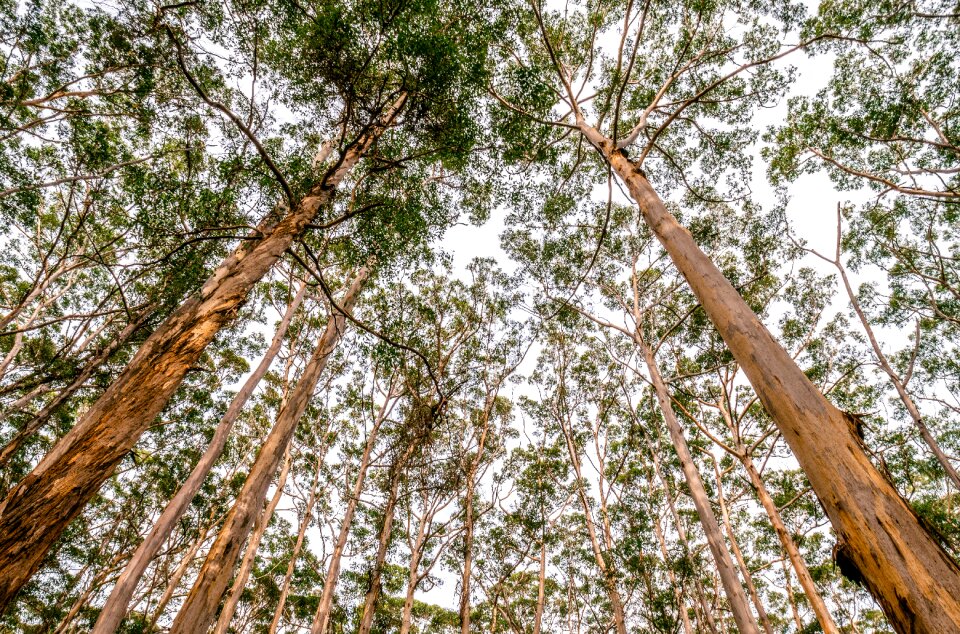 Branches leaves forest