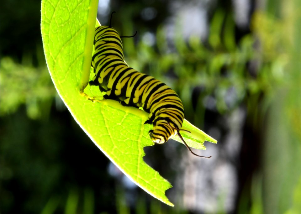 Monarch caterpillar on common milkweed
