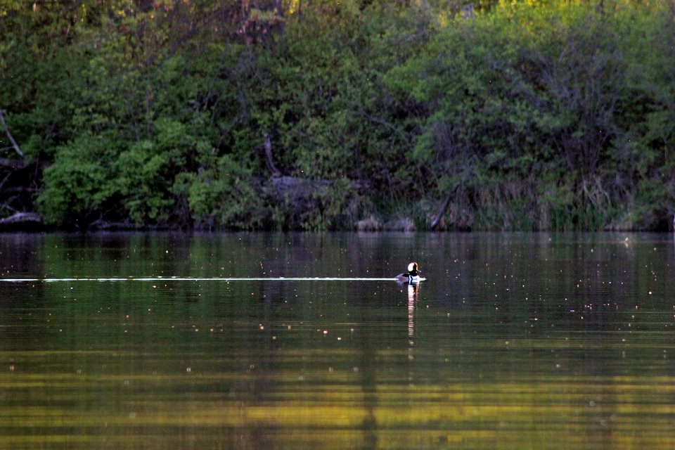 Male Hooded Merganser photo