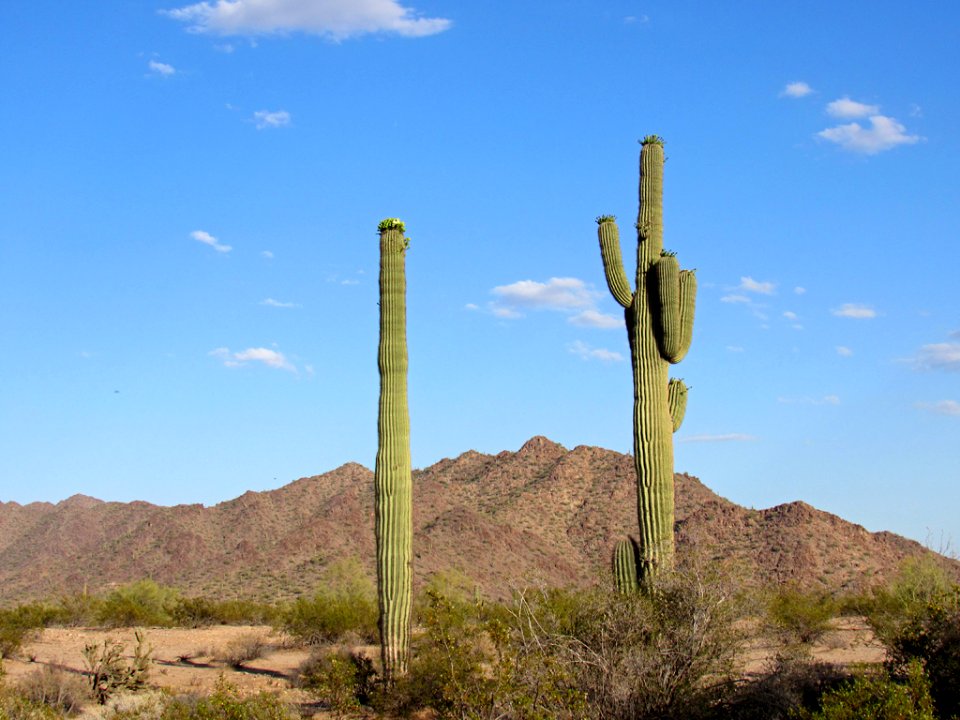 Sonoran Desert NM in AZ