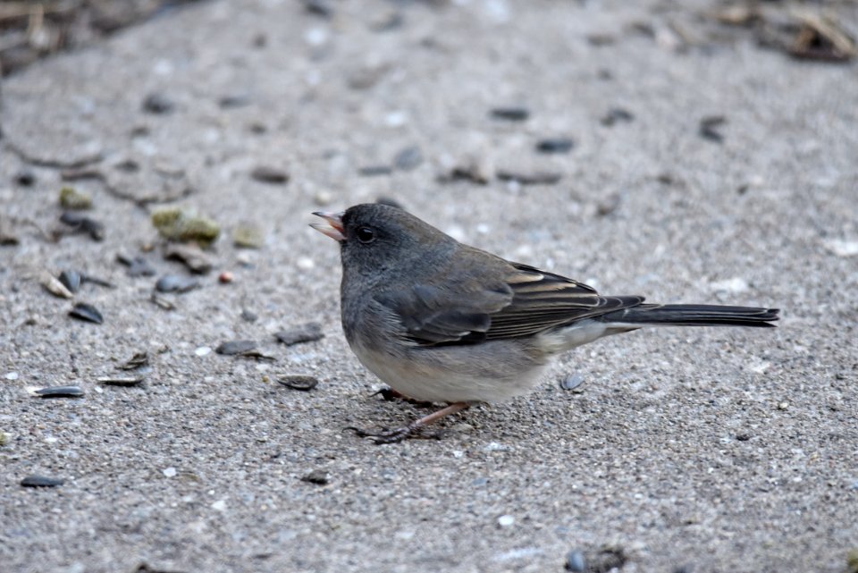 Dark-eyed junco foraging on the ground