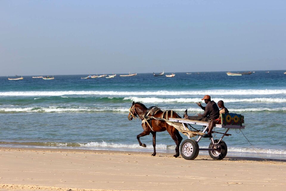 Senegal horses waves